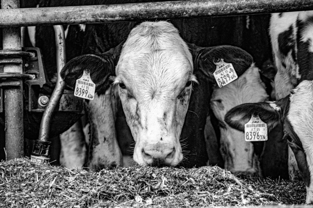 Vacas en blanco y negro
